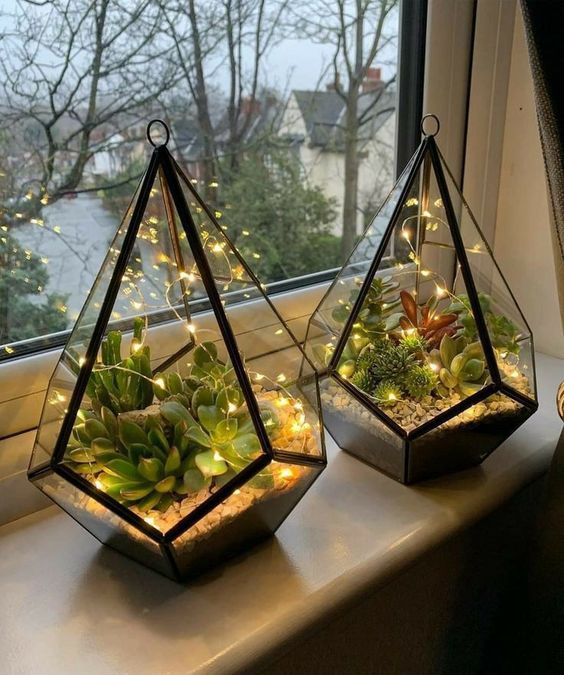 Indoor Plants and Terrariums